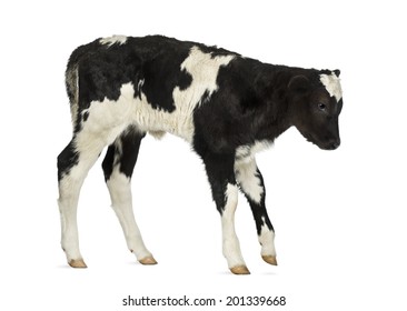 43,536 Calf isolated Images, Stock Photos & Vectors | Shutterstock