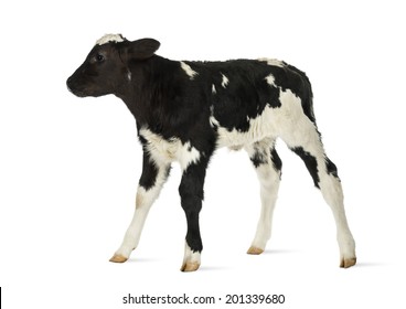 Belgian Blue Calf Isolated On White