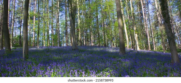 In The Belgian Blue Wood: Bluebells Blossoming In Spring