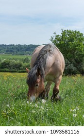 Belgian Draft Horse