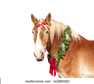 belgian draft horse with a christmas wreath looking proudly at the viewer isolated on white - Horse Christmas belgian draft horse with a christmas wreath looking proudly at the viewer isolated on white - Horse Christmas