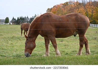 Belgian Draft Horse On Amish Farm