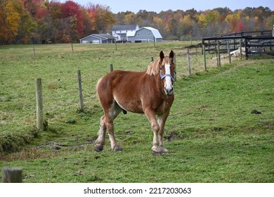 Belgian Draft Horse On Amish Farm