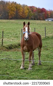 Belgian Draft Horse On Amish Farm