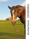 A Belgian draft horse stares at the camera on a farm at Prophetstown State Park, Tippecanoe County, Indiana, with green grass, red barn and blue sky vertical