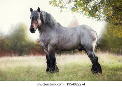 draft horse shutterstock these
