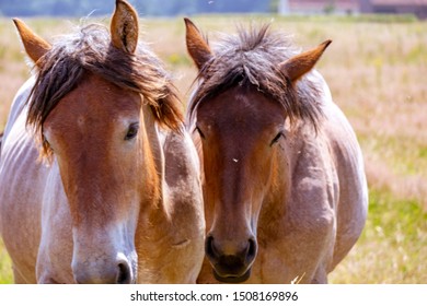Belgian draft horses lovingly standing head-to-head in a pasture on a warm Spring day.