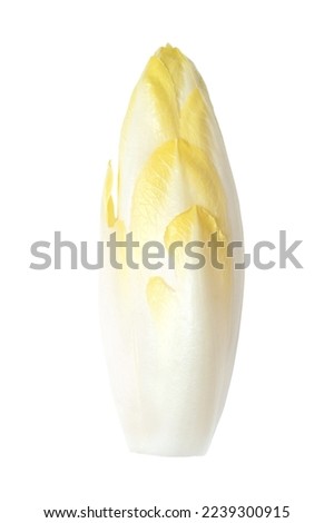 Belgian endive, fresh witloof chicory bud with slightly bitter leaves, isolated, from above. Witlof, indivia, endivias or chicon. Grown in absence of light to preserve pale color and delicate flavor. Foto stock © 