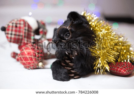The Belgian Griffon in glasses