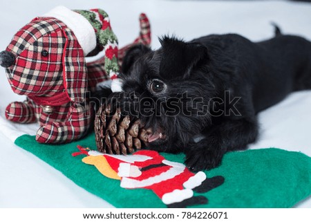 The Belgian Griffon gnaws cone