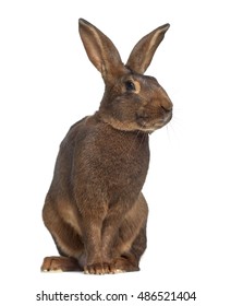 Belgian Hare Isolated On White