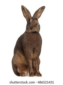 Belgian Hare Isolated On White