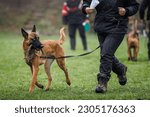 Belgian malinois dog. Animal trainer doing obedience training with his shepherd dog outdoors
