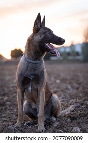 what are belgian malinois used for