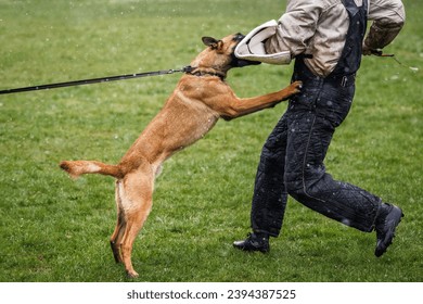 Belgian malinois dog doing bite and defense work with police dog handler. Animal obedience training - Powered by Shutterstock