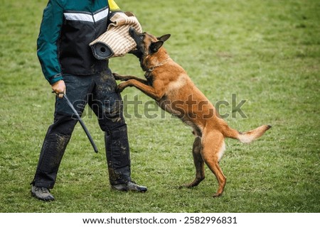 Belgian malinois dog doing bite protection training and defense work with police dog handler