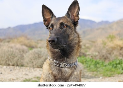 A Belgian Malinois dog, also known as a Dutch Shepherd, in the desert, wearing a prong collar, looking slightly to one side.
