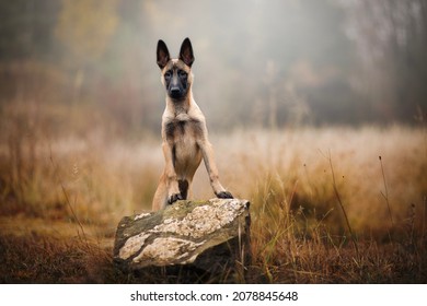 Belgian Malinois Dog Puppy In Autumn