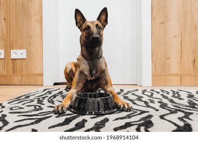 Belgian Malinois Dog Is Sitting Near Meal Bowl