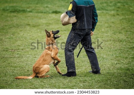 Belgian malinois doing bite and defense work with police dog handler. Animal obedience training