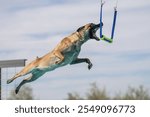 Belgian Malinois during a dock diving game about to grab a blue and yellow bumper