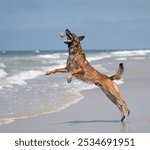 Belgian malinois jumping on the beach