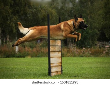 4 118 Belgian Malinois Training Images Stock Photos Vectors 4 118 Belgian Malinois Training Images Stock Photos Vectors