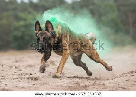 Belgian Malinois K9 dog in action