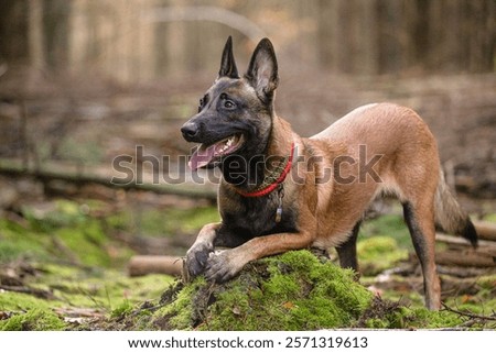 Belgian Malinois K9 dog in action