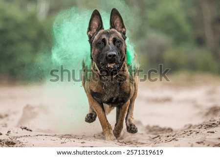 Belgian Malinois K9 dog in action