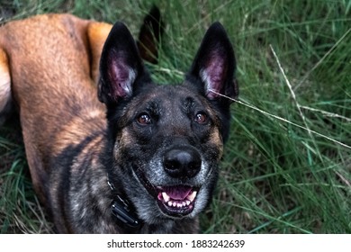 Belgian Malinois Laying Grass Stock Photo 1883242639 | Shutterstock