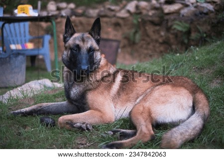 Belgian Malinois lying down and looking straight ahead. Shepherd dog. The dog is also called Chien de Berger Belge, Mechelaar, Mechelse Herder (Mechelse Scheper) and Belgian Shepherd Malinois.
