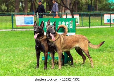 Malinois Agility Images Stock Photos Vectors Shutterstock