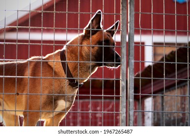 Belgian Malinois In An Outdoor Dog Enclosure