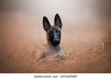 Belgian Malinois Puppy Detail Of Head