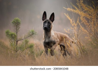 Belgian Malinois Puppy Photo In Autumn