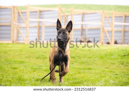 Belgian Malinois Puppy - Portrait Photos Stock foto © 