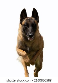 Belgian Malinois Running Against A White Background