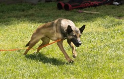 A Belgian Malinois Shepard Playing In The Park Some Where In The SF Bay Area