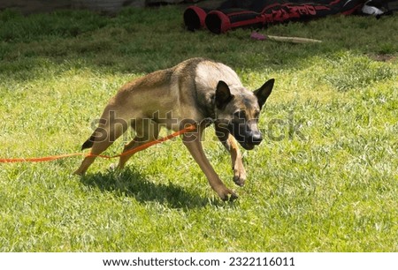 A Belgian malinois Shepard playing in the park some where in the SF Bay Area