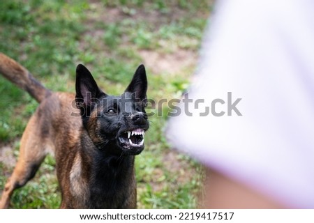 Belgian malinois shepherd dog growling and threatening showing her teeth in anger.