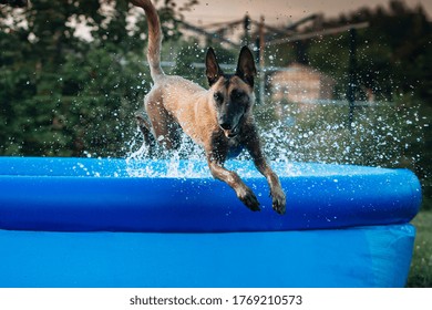 Belgian Malinois Shepherd Dog Jump From The Water Pool With Spray And Drops