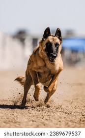 Belgian Malinois shepherd dog running lure course sport in the dirt on a sunny summer day