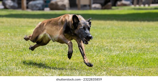 A Belgian Malinois shepherd running and playing at the park
