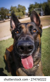 Belgian Malinois Smiling Up Close With A Fish Eye Lens