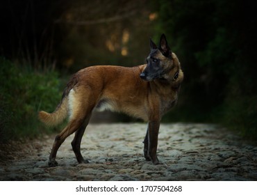 Belgian Malinois In The Woods