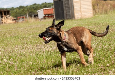 Belgian Malinois x Dutch Herder Female Puppy, 6 months old, is given age appropriate exercise and play in a safe environment. Running on grass and attentive to her owner.