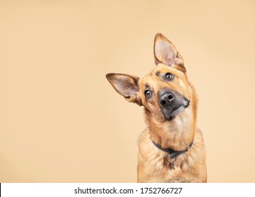 Belgian Malinoise Dog Studio Portraits On Plain And Coloured Backgrounds