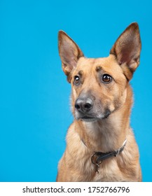 Belgian malinoise dog studio portraits on plain and coloured backgrounds