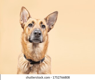 Belgian Malinoise Dog Studio Portraits On Plain And Coloured Backgrounds